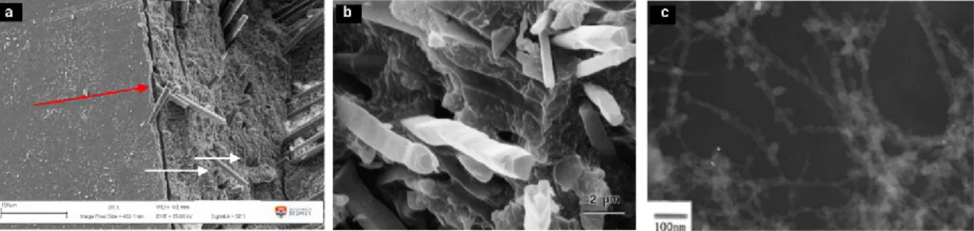Figure 2.3 - Electron micrographs of different types of filler additives used to reinforce dental  composites: (a) SEM of glass fiber-reinforced composite (124), (b) SEM of silicon carbide  whisker-reinforced composite (125), and (c) TEM of single-walled c
