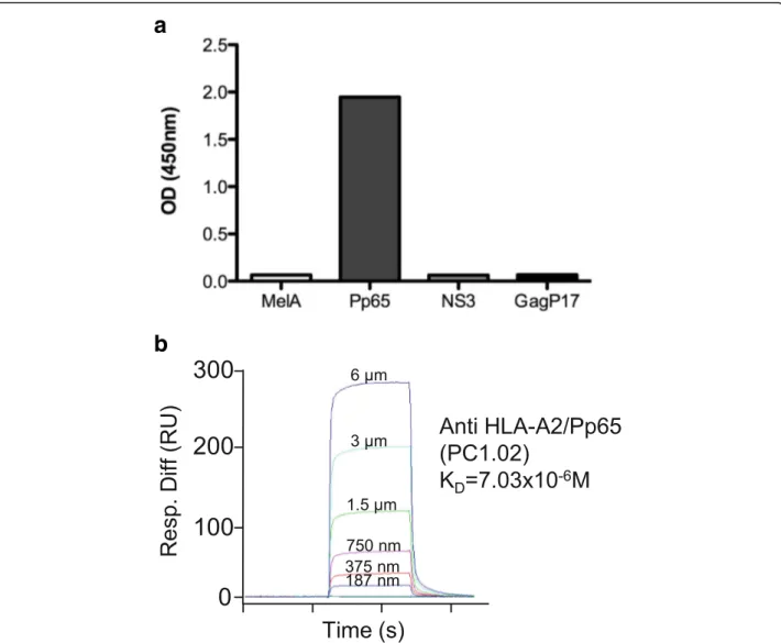 Fig. 3 Characterization of a HLA-A2/Pp65 specific mAb (PC1.02) isolated from human peripheral blood