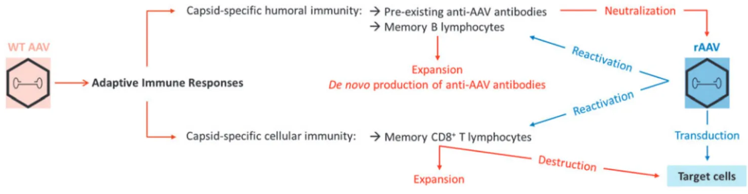 Figure 1. Initiation and reactivation of adaptive immune responses to adeno-associated virus (AAV)