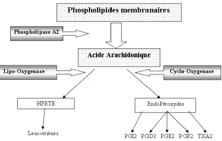 Figure  6 :  Représentation  schématique  de  la  cascade  de  dégradation  de  l’acide  arachidonique