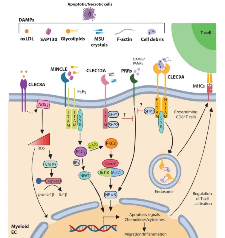 FIGURE 1 | DAMPs recognition by C-type lectin-like receptors and signaling pathways C-type lectin-like receptors (CLRs) of the “Dectin family” recognize not only pathogen-associated molecular patterns (PAMPs), but also various self-derived ligands such as 