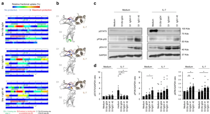 Fig. 3 Anti-human IL-7R α mAbs, epitopes, and antagonist/agonist signals. a Epitope determination by Hydrogen Deuterium Exchange and Mass Spectrometry (HDX-MS)