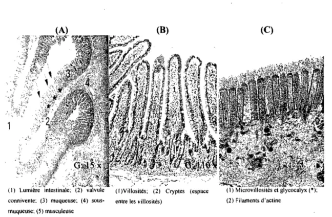 Figure  1.2.  Histologie  de  la  muqueuse  du  jéjunum.  Illustration  des  valvules  conniventes  (A),  des  villosités  (B)  et  des  microvillosités  qui  sont  illustrées  avec  le  glycocalyx  (C)