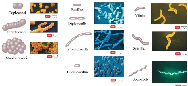 Figure 1.2. Différences morphologiques bactériennes. Adapté et modifié de  http://classes.midlandstech.edu/carterp/courses/bio225/chap04/lecture2.htm 