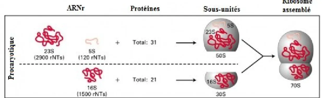 Figure 1.6. Représentation de la structure du ribosome procaryote. Adapté et modifié de   http://www.vdsciences.com/pages/sciences-biologiques/biologie-moleculaire/bio-moleculaire-5.html 