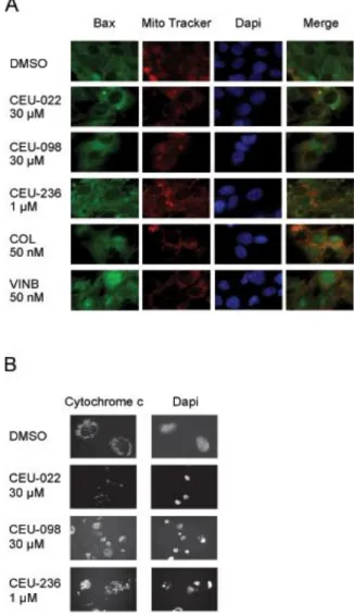 Fig. 3: CEUs induce Bax mitochondrial translocation (A),  cytochrome c release (B), nuclear condensation and 