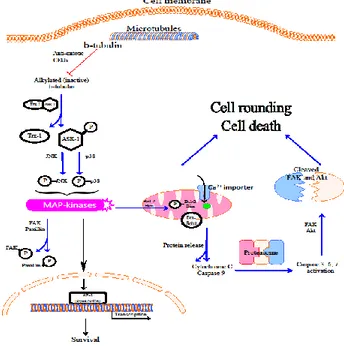 Fig. 9: Proposed biochemical pathway for anti-mitotic CEUs  induced apoptosis. 