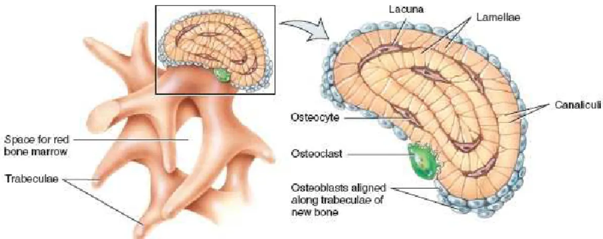 Figure   2.2. Enlarged space of trabeculae bone shows its different cells. 