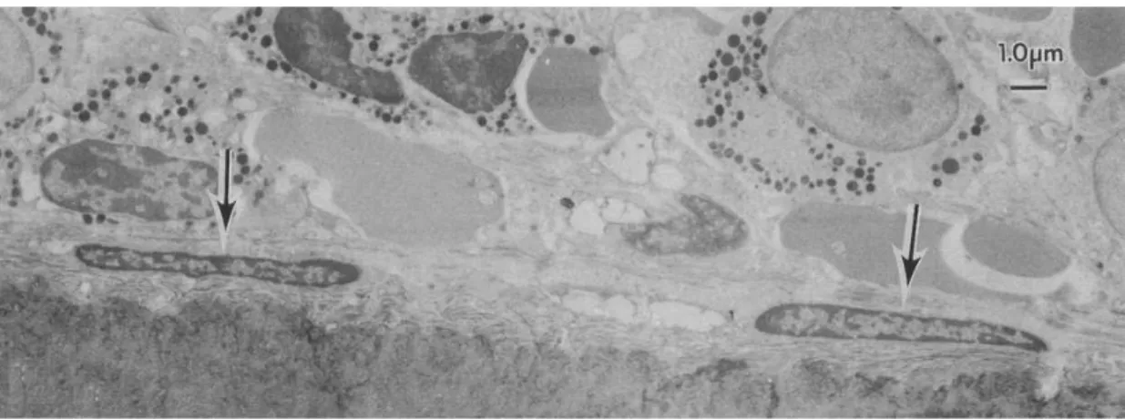 Figure   2.5. A micrograph shows several human bone-lining cells (arrows) alongside the  endosteal bone surface