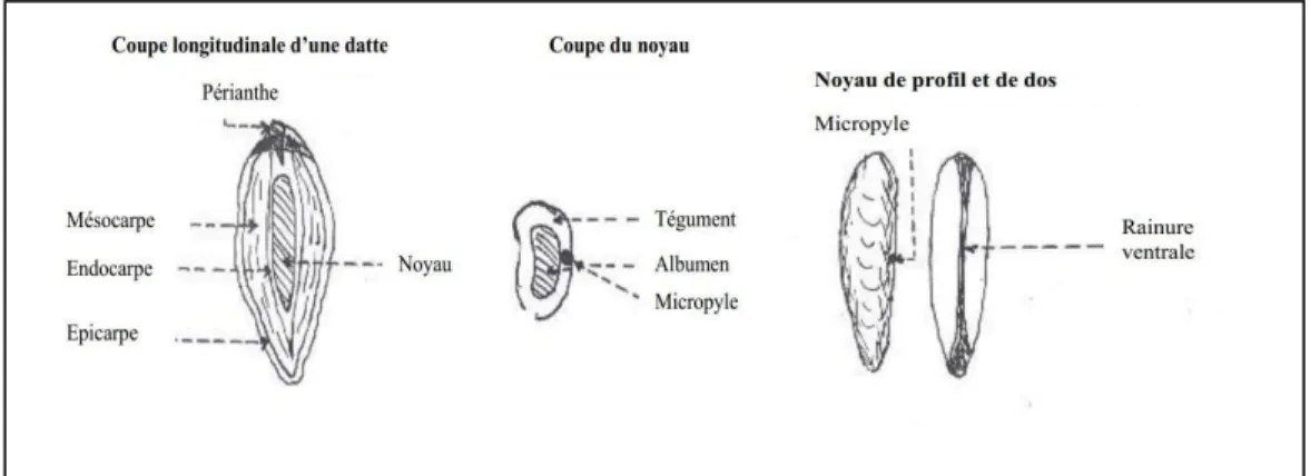 Figure 3: Datte et noyau du palmier dattier (Belguedj , 2001). 