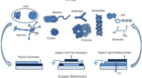 Figure 1.1: The two way coupling between organic electronic devices and biology [1] .  For the reasons above, organic electronics seems to be the ideal candidate for  allowing  bioelectronics  to  fulfil  its  true  potential