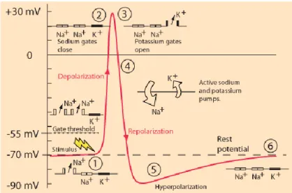Figure 1.15:  Plot of the phases of an action potential [30] . 