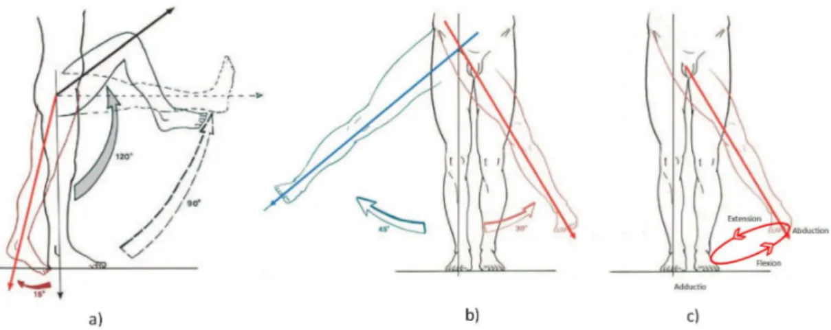 Figure 2.3 – Mobilité de la hanche : a) ﬂexion-extension, b) adduction-abduction, c)circumduction