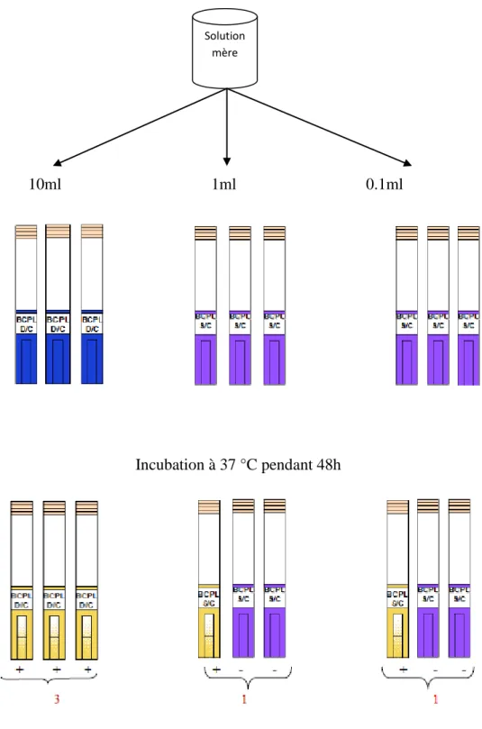 Figure 08 : Recherche et dénombrement de coliforme totaux  2 éme  étape: Test confirmatif de la présence ou l'absence d'E