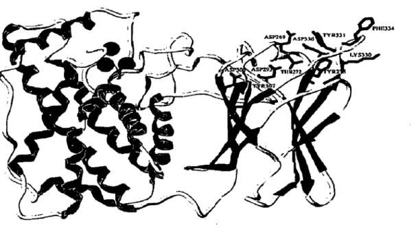 Figure  1 :  Représentation  schématique  de  la  structure  de  l'alpha  toxine  sécrétée  par  C