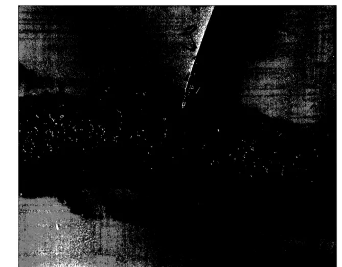 Fig.  1.  Necrosis  on  chicken jejunum  mucosa  at  second  day  post  inoculation  from  groups  receiving both the coccidial vaccine and Clostridium perfringens inoculums