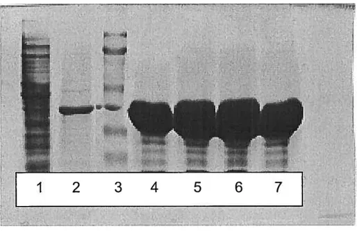 Figure 3. Purification of (His)6GAPDH from pQE-30::gapA transformed M15[pREP4] ceNs under native conditions using Ni-NTA agarose