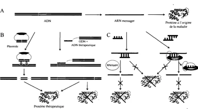 Figure 2-1.  Représentation schématique des mécanismes d'action de différents agents de  la  thérapie génique