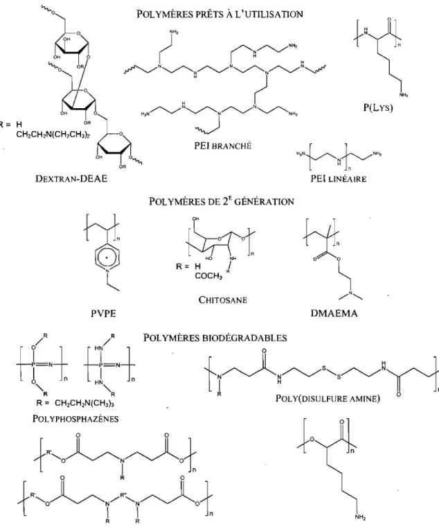 Figure 2-6.  Structure de  polymères cationiques communément utilisés en thérapie génique