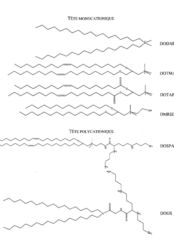 Figure  2-7.  Structure  de  lipides  cationiques  communément  utilisés  en  thérapie  génique