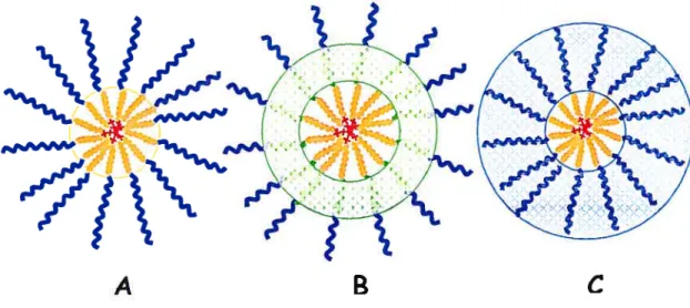 Figure 10. Schéma des différentes localisations possibles de réticulation au niveau du noyau (A), de l’interface enveloppe-noyau (B) et de l’enveloppe (C)