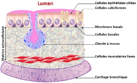 Figure 2.  Structure histologique d'une bronche  