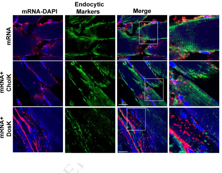 Fig.  S5.  Immunofluorescence  for  endosomal  markers  in  vivo.  Mice  (n=4)  were  injected  with  10  µg  of  labeled  IVT  mRNA  alone  or  complexed  with  CholK  or  DosK