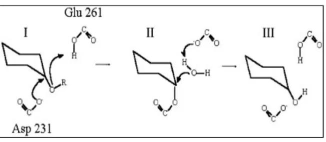 Figure 10:Mécanisme catalytique (MERABTI., 2006). 