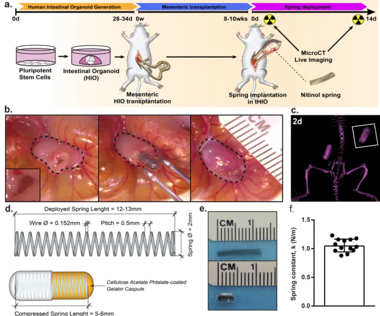 Figure 1. Transplantation of springs into tHIOs