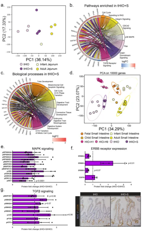 Figure 3. Transcriptionally tHIO+S are matured beyond tHIO