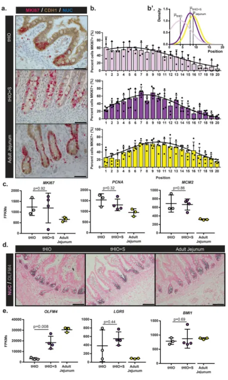 Figure 4. tHIO+S samples display a shift in proliferation and expansion of the stem  compartment