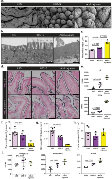 Figure 6. Epithelial integrity is retained and function improved in tHIO+S