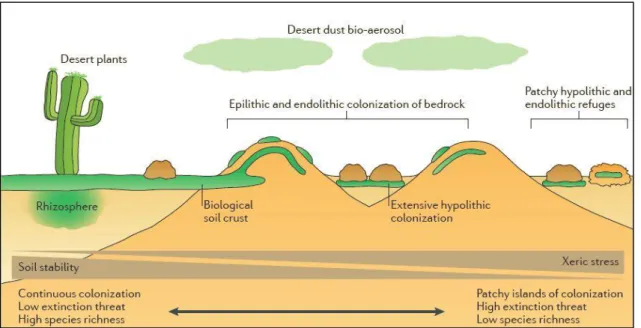 Figure 05 : La Niche Microbienne dans les paysages arides ( POINTING  et al., 2012) 