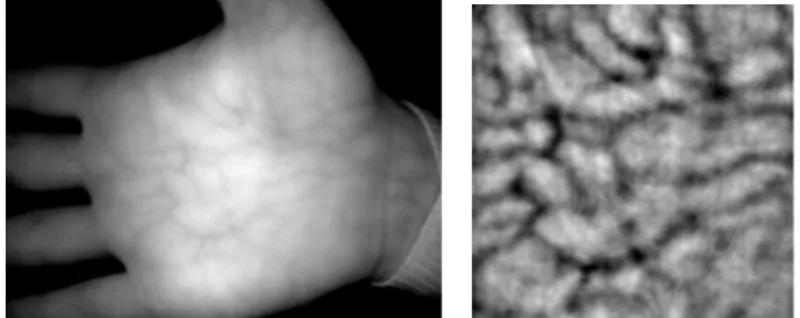 Figure 4 shows two processing results for two images for the same individual. If we  would ask somebody to decide if these images correspond to the same individual, he  would probably try to find similar areas between these two images