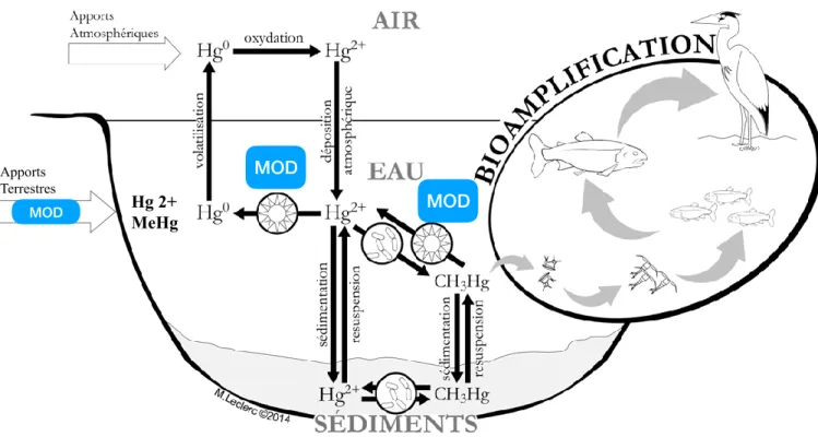 Figure  1.1. Schématisation  du  cycle  biogéochimique  simplifié  du  Hg  dans  l’atmosphère,  l’eau, les sédiments et dans la chaîne trophique où le MeHg (CH 3 Hg) est bioaccumulé et  bioamplifié