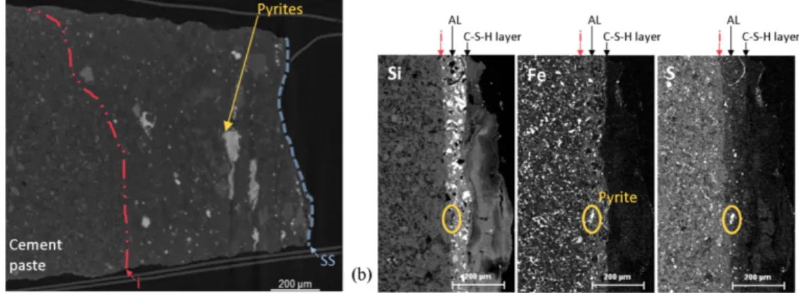 Fig. 7. Localisation of the interface at the cement paste side. Pyrites help to distinguish the cement paste from the  argillite layer (AL)