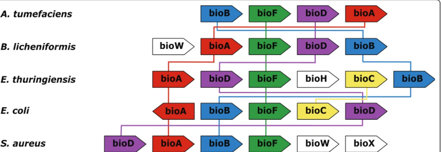Figure 4 Second Example of Operon with Permutations. The biotin biosynthesis operon in 5 bacterial genomes