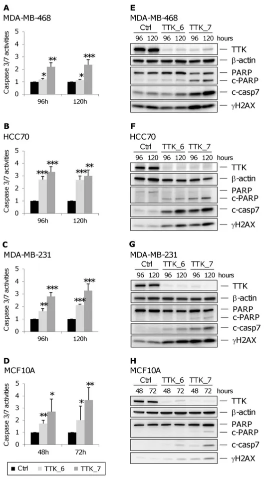 Figure 7. Activation of caspase 3/7 and cleavage of PARP following depletion of TTK in triple-negative breast cancer cells