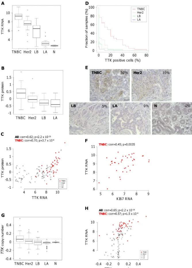 Figure 1. High expression of TTK in human triple-negative breast cancers. (A and B) RNA and protein levels of TTK in human breast cancers from omic data selected from the Institut Curie Human Tumor database