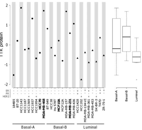 Figure 3. Expression of TTK protein in human cell lines derived from breast tissues. In left part, we show logarithmic (log2) transformed levels of TTK protein expression in our breast cell line collection