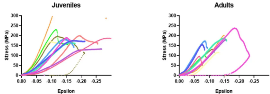 Table 2.   Spearman correlation coefficients (r′) obtained between chronological age, elastic coefficients, elastic  modus and ration of immature/mature cross-links, and the different parameters of the microstructure analysis  obtained by μCT (*p < 0.05