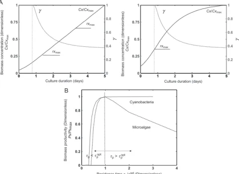 Figure 6 Typical evolution of biomass concentration during a batch cultivation of cya- cya-nobacteria and microalgae in light-limited conditions (A)