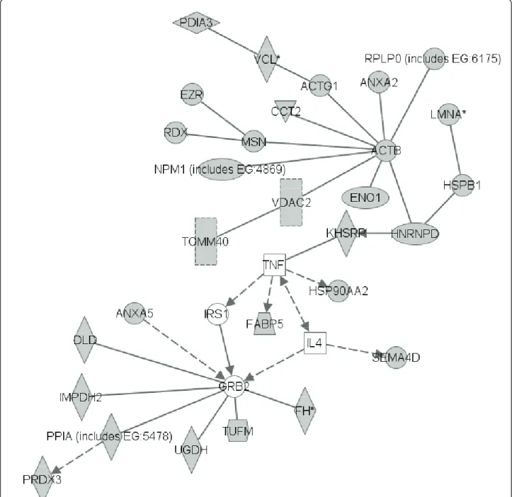 Figure 6 Pathway generated by ingenuity pathway analysis with proteins identified as specific target antigens