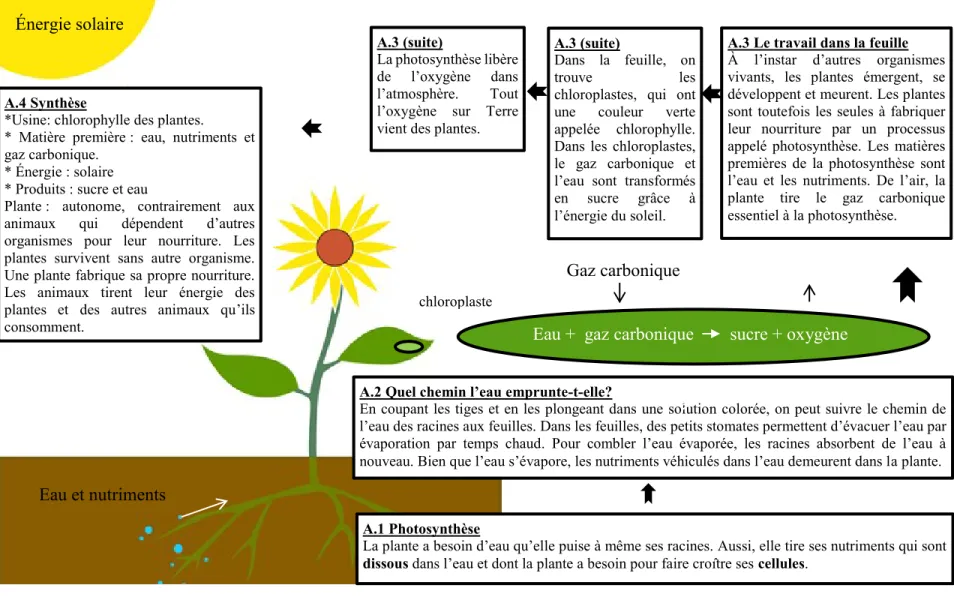 Figure 5 : Trames conceptuelles du texte classique (Mikkilä-Erdmann, 2001) 