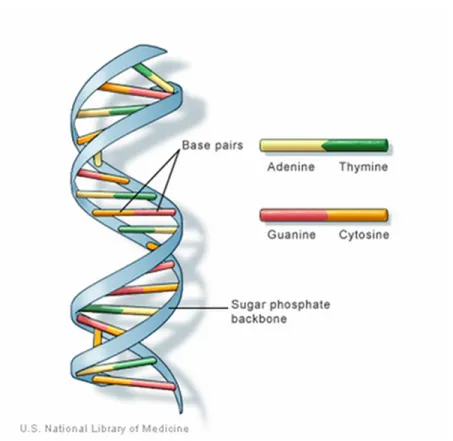 Figure 1-1: Structure of the DNA.