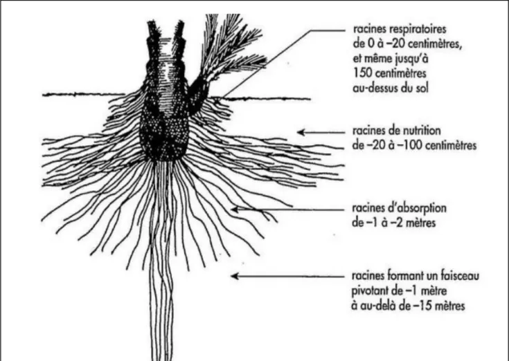 Figure 01 : Différents types de racines rencontrées chez le palmier dattier   (Peyron, 2000) 