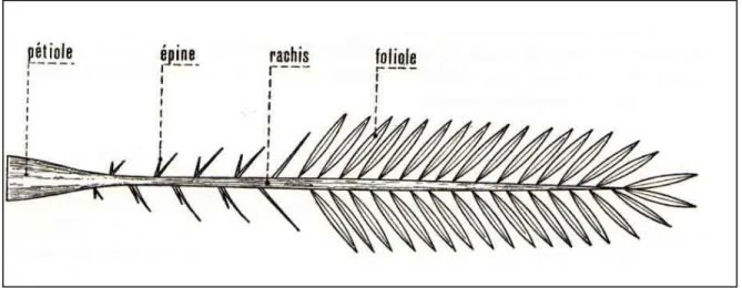 Figure 02  :  Schéma d’une palme (Munier, 1973)