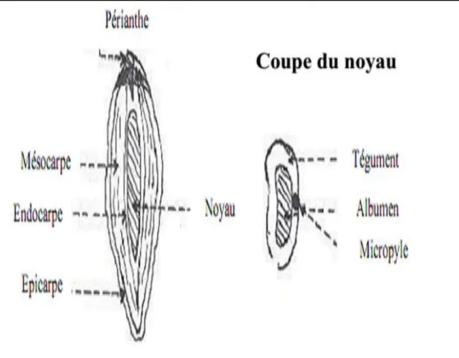 Figure 05 : Datte et noyau du palmier dattier (Belguedj, 2001) 