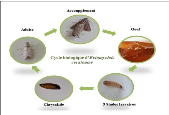 Figure 12 : Cycle biologique d’E.ceratoniae Zeller (Originale). 