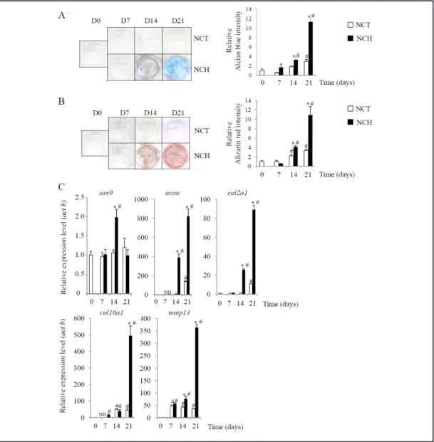 Fig. 3C shows that ATDC5 cells cultured under NCH conditions exhibited a time-dependent,  significant increase in the expression levels of col10a1 and mmp13 mRNA.
